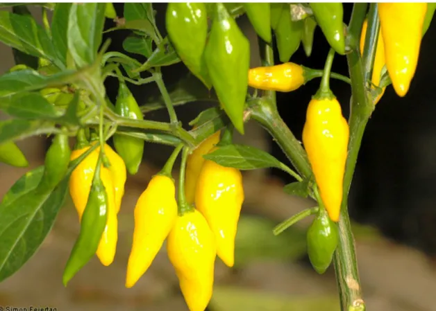 Şekil 1.4. Aji Limo - Capsicum frutescens (https://www.ethno-botanik.org)