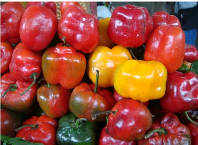 Şekil 1.5. Rocoto-Capsicum pubescens (perudelights.com/rocoto/andean/chili/pepper) Biberlerin   çekici   kırmızı   rengi,   olgunlaşma   sırasında   sentezlenen   çeşitli karotenoid   pigmentlerden   kaynaklanmaktadır