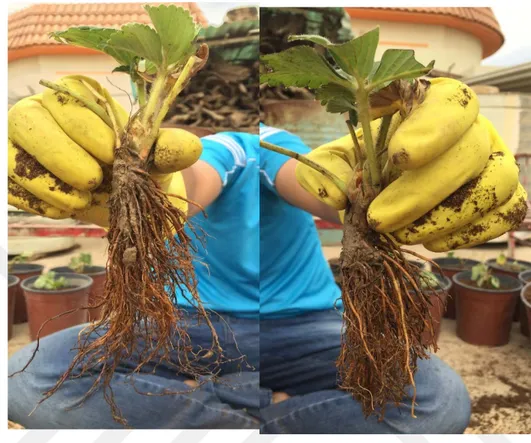 Figure 3.9. Strawberry cv. Albion pruning roots to get the balance between roots and vegetative growth.