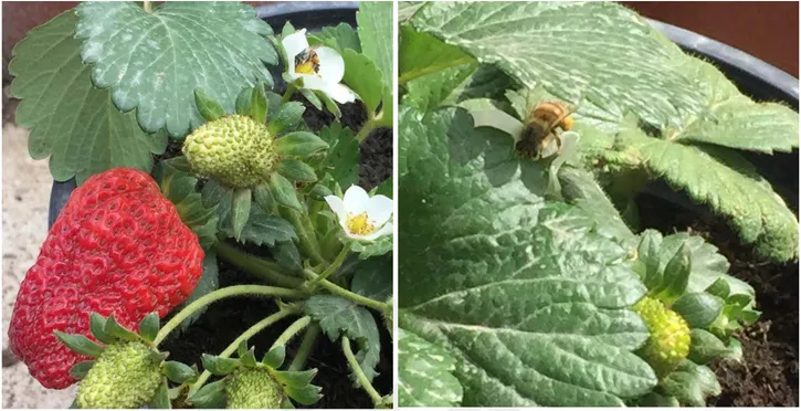 Figure 3.11. Honey bee on Strawberry cv. Albion flower at 10 o’clock am. 