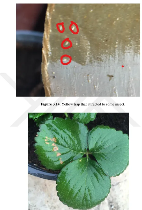 Figure 3.15. Strawberry cv. Albion, leaf spot (fungus disuses) symptom on leaf surface, at the time of 