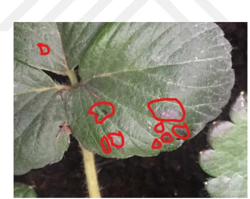 Figure 3.17. Strawberry cv. Albion, leaf scorch (fungus disuses) symptom on leaf surface.