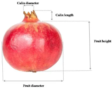Figure 3.5.Fruit and calyx sizes; a: fruit width b: fruit height, c: diameter of calyx, d: calyx length 