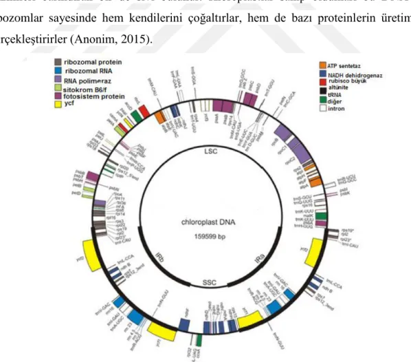 Şekil 1.3. Kloroplast Genomu ( Logacheva ve ark., 2008) 