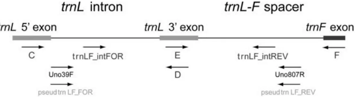 Şekil 1.4. trnL-F Bölgesinin çoğaltılmasında kullanılan primerlerin şeması (Pirie ve ark., 2007)  1.3.2.3 Mitokondrial genom 