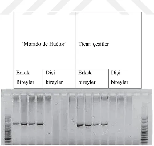 Şekil 2.5. Asp1-T7 Markırına ait amplifikasyon Görüntüsü (Regalado ve ark., 2014) 