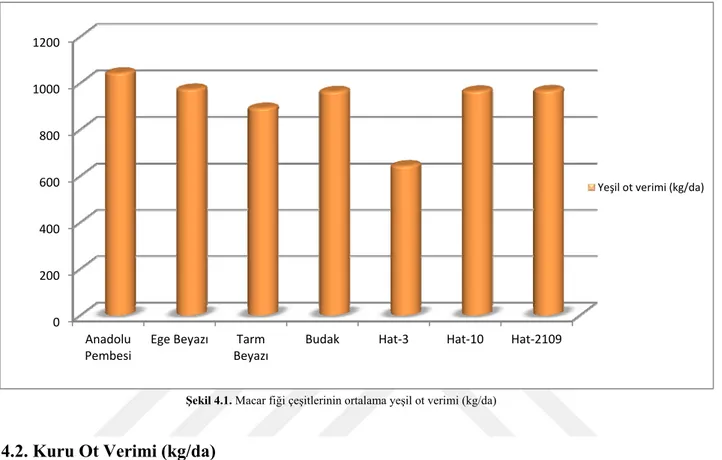 Şekil 4.1.  Macar fiği çeşitlerinin ortalama yeşil ot verimi (kg/da) 