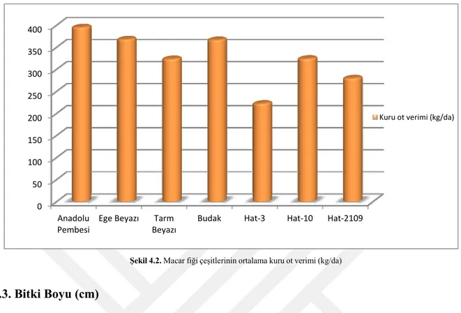 Şekil 4.2.  Macar fiği çeşitlerinin ortalama kuru ot verimi (kg/da) 