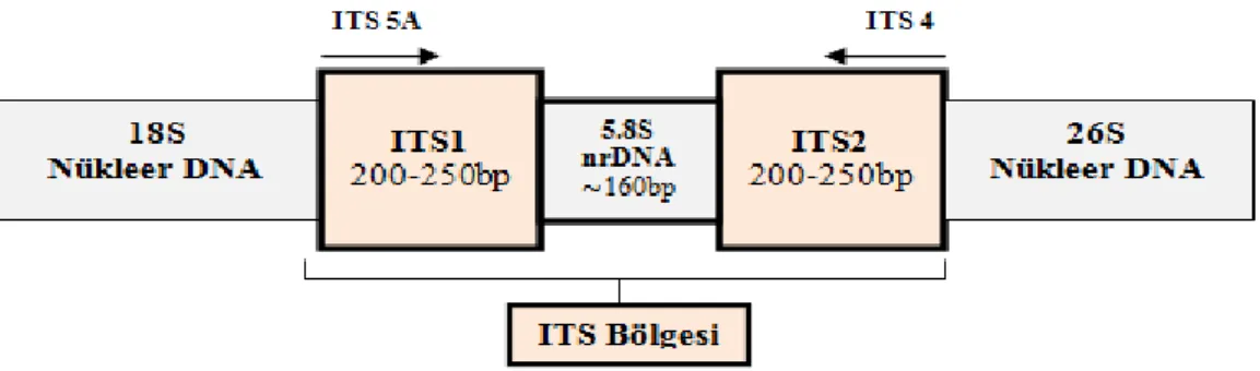 Şekil 1.3. ITS bölgesi (White ve ark., 1990) 