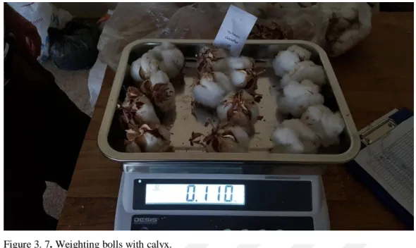 Figure 3. 7. Weighting bolls with calyx. 