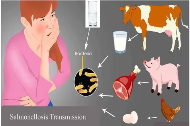 Figure 2.1.Transmission mode of salmonellosis 