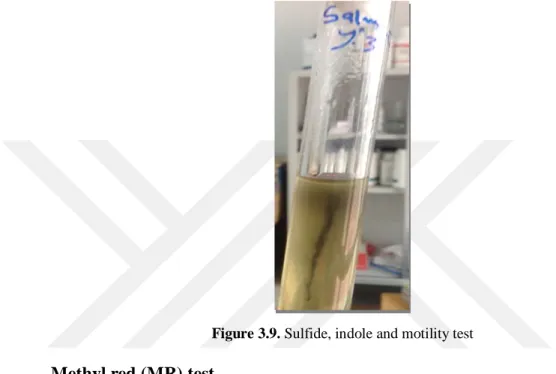 Figure 3.9. Sulfide, indole and motility test  Methyl red (MR) test 