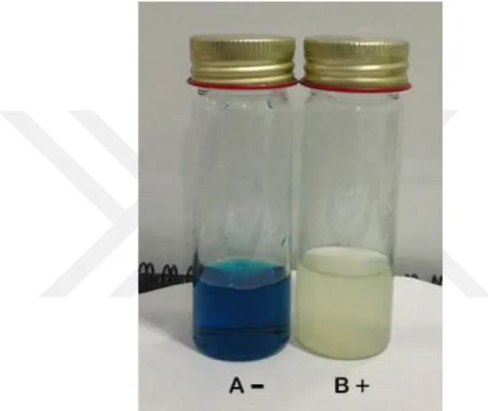 Figure 4.2. Rappaport-vassiliadis (RV) enrichment broth and change color  4.2.2. Growth properties on solid media 