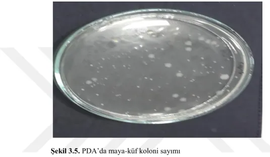 Şekil 3.5. PDA‟da maya-küf koloni sayımı 