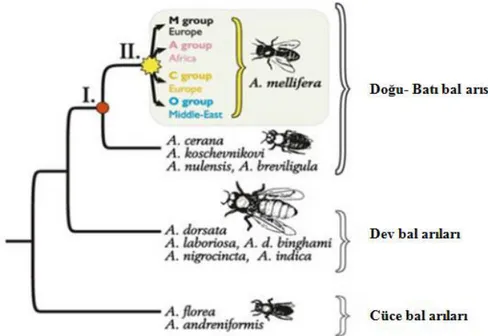 Şekil 1.3. Morfolojik çalışmalara göre ayrılan bal arısı türleri (Gupta ve ark. 2014; Han ve ark., 2012) 