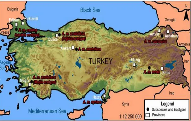 Şekil 1.6. Türkiye’de bal arısı ırklarının dağılımı (Tozkar ve ark., 2015)  1.1.7. Türkiye’de gezgin arıcılık  
