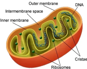 Şekil 1.7. Mitokondrinin yapısı (Url-5) 