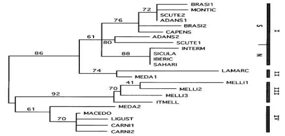 Şekil 2.2. Neighbor joining metodu ile çizilen filogenetik ağaç (Arias ve Sheppard, 1996)  Kanarya Adalarından toplanan A