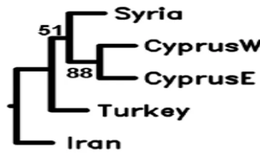 Şekil 2.5. Türkiye, İran, Suriye, Doğu ve Batı Kıbrıs populasyonları arasında yapılan neighbor joining 