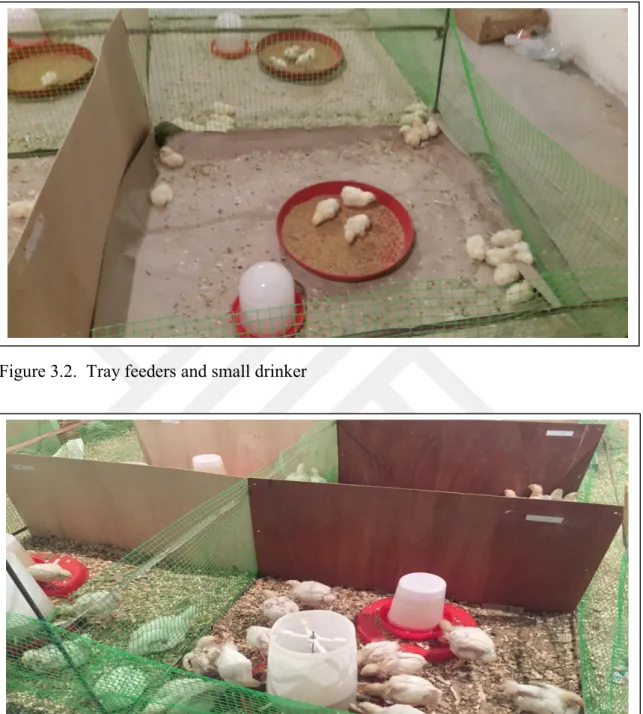 Figure 3.2.  Tray feeders and small drinker 