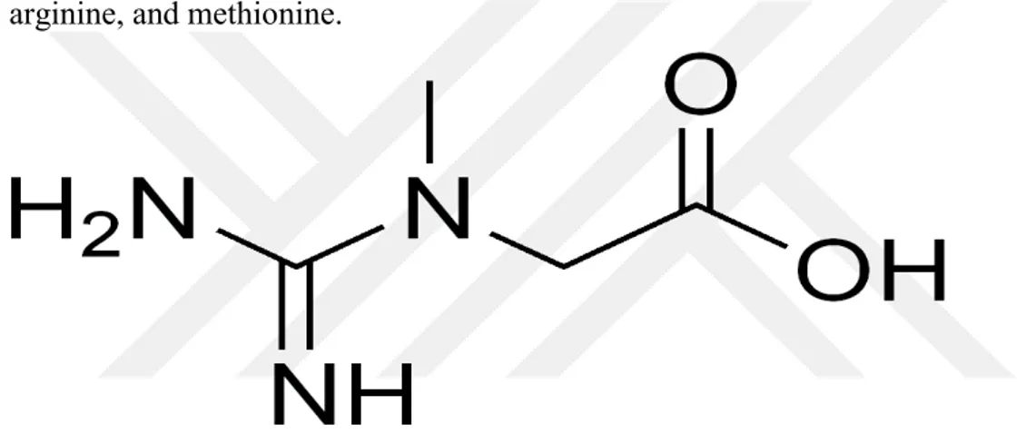 Figure 2.1. Chemical composition of Creatine  2.6. Creatine Biochemistry: 