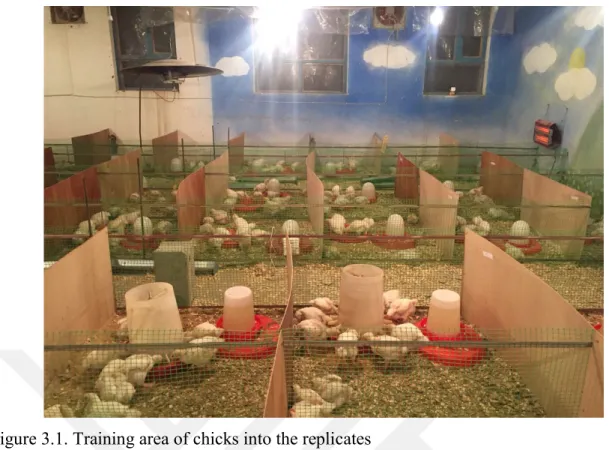 Figure 3.1. Training area of chicks into the replicates 