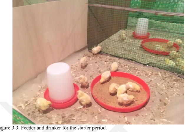 Figure 3.3. Feeder and drinker for the starter period.  3.5. Litter management 