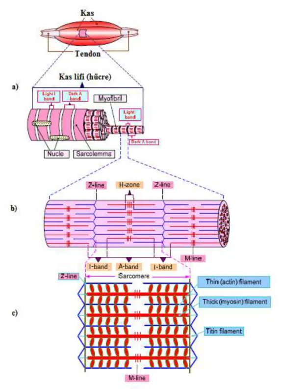 ġekil 1.12 Ġskelet kasının mikroskopik anatomisi: a) Miyofibrillerden oluĢan kas lifi  (hücresi); b) Bir miyofibril yapısı ve miyofilamentleri; c) Kalın (miyozin) ve ince 