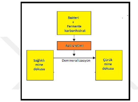 Şekil 1.2: Demineralizasyon süreci 