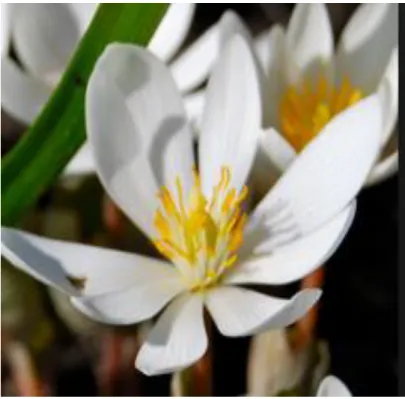 ġekil 1.3  Sanguinaria Bitkisi 