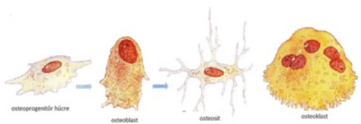 Şekil 1. 2.   Kemik hücreleri (www.studyblue.com) 
