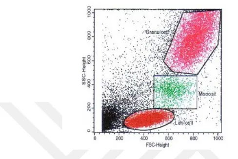 Şekil 1.1 FS/SS histogramında periferik kan hücrelerinin dağılımı ve kapılanması                 