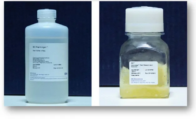 Şekil 2.5 Çalışmada kullanılan BD Pharmingen™ Stain Buffer ve BD™ Accutase™ 