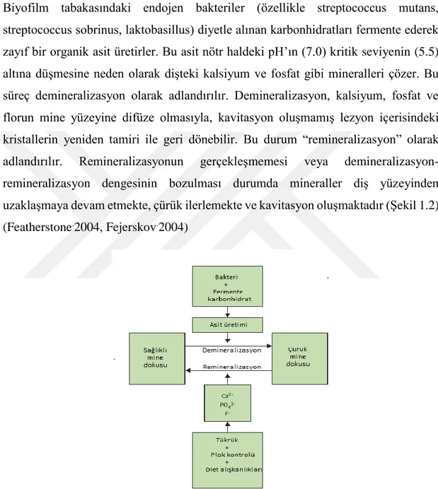 Şekil  1.2:  Demineralizasyon  ve  remineralizasyon  dengesinin  değişimi  ile  çürüğün  ilerlemesini gösteren şema (Kidd ve Joyston-Bechal 