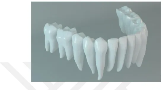 Şekil  2.6.  ‘’Smart  Optics’’  tarayıcısında  taranan  dişlerin  ideal  ark  pozisyonunda  yerleştirilmesi 
