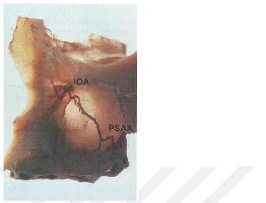 Şekil  2.5.  Sol  maksillanın  anterior  ve  lateral  görüntüsü.  İnfraorbital  foramenden  çıkan IOA 2 dala ayrılır ve kaudal dalın PSAA ile anastomozu maksiller  lateral duvarını besler (Solar ve ark