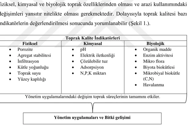 Şekil  1.  Toprak  kalite  göstergelerine  etki  eden  bazı  toprak  özellikleri  ve  yönetim  uygulamaları ile etkileşimleri (Ernest ve ark., 2015)