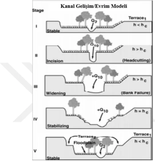 Şekil  5.  Kanal  Gelişim/Evrim  Modelinin  Beş  Evresi  (Schultz ve ark., 2000). 