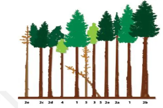 Şekil 5.Ormancılık Araştırma Kurumları Birliği tarafından geliştirilen gövde sınıfları  taksimatı (Eckert-Lorenz’e atfen Saatçioğlu 1971; Anonim, 2006) 