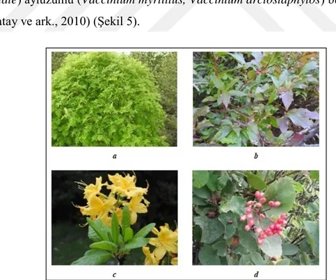Şekil 5. a: Üvez (Sorbus aucuparis L.), b: Ayı üzümü (Vaccinium arctostaphylos), c:   Sarıçiçekli orman gülü (Rhododendron luteum), d: Katkat çalısı (Viburnum 