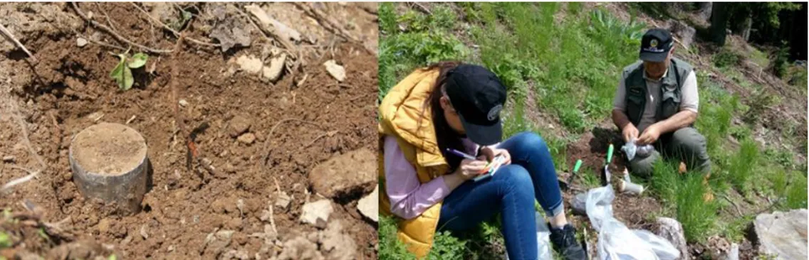 Şekil 6. Çalışma Alanından Toprak ve Silindir Örneklerinin Alımı 