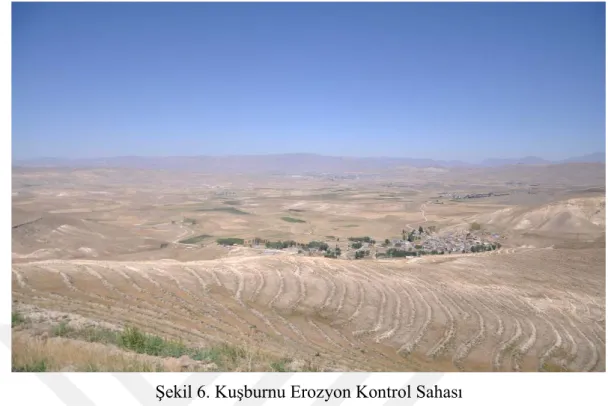 Şekil 6. Kuşburnu Erozyon Kontrol Sahası 