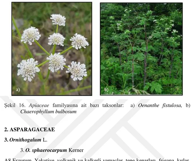 Şekil  16.  Apiaceae  familyasına  ait  bazı  taksonlar:    a)  Oenanthe  fistulosa,  b) Chaerophyllum bulbosum 
