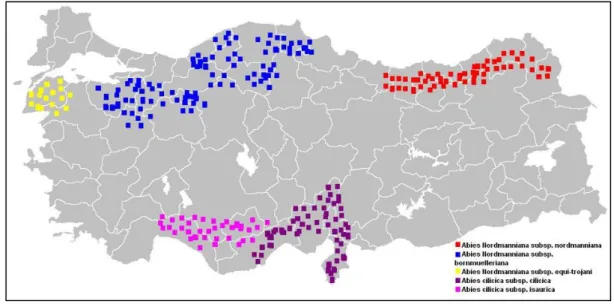 Şekil  1.  Göknar  türlerinin  ve  Doğu  Karadeniz  Göknarının  ülkemizdeki  yayılış  alanları 