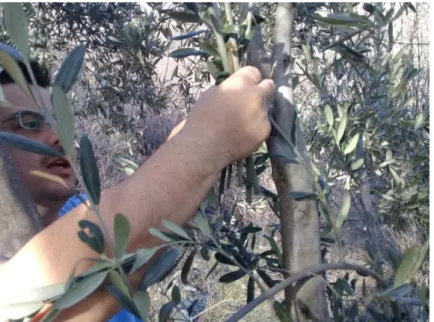Şekil 3. Zeytin Çeliği Kontrolü ve Alımı 