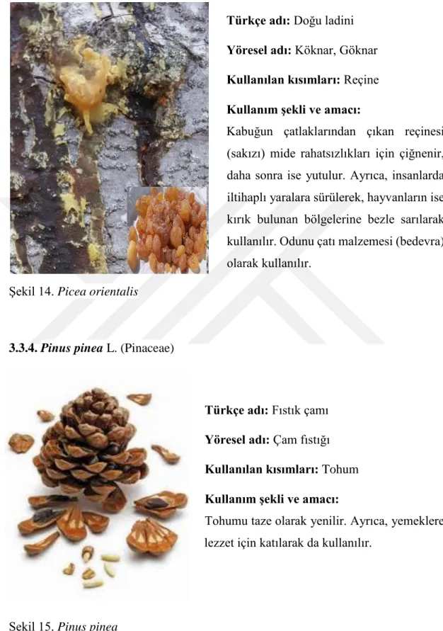 Şekil 14. Picea orientalis 