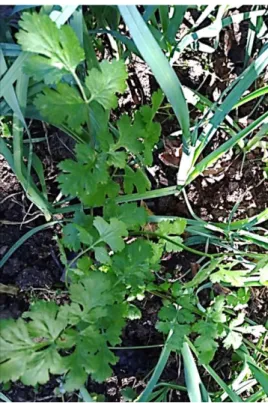 Şekil 18. Chaerophyllum temulum 