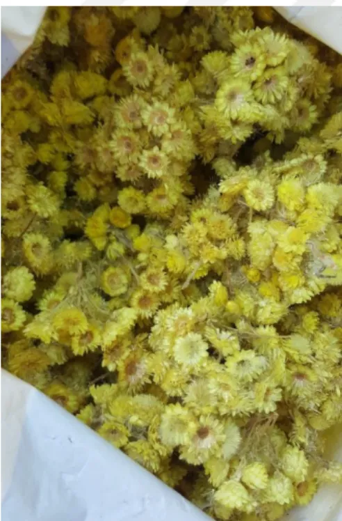Şekil 27. Helichrysum armenium 