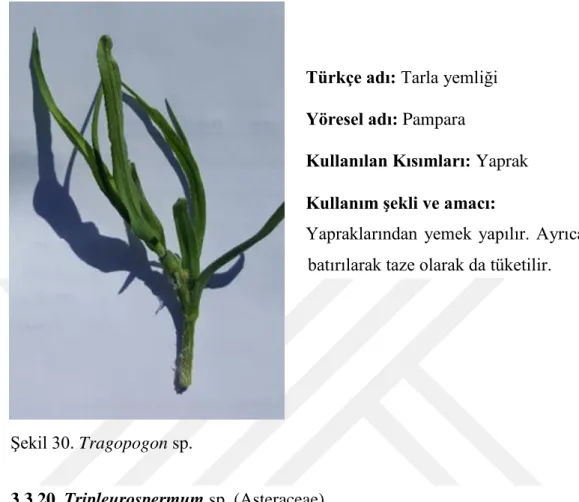 Şekil 30. Tragopogon sp. 