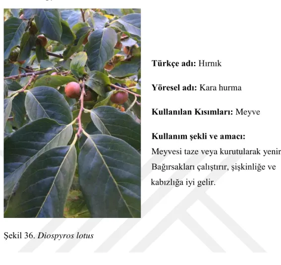 Şekil 36. Diospyros lotus 